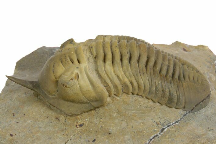 Morocconites Trilobite Fossil - Multi-Toned Shell Coloration #348375